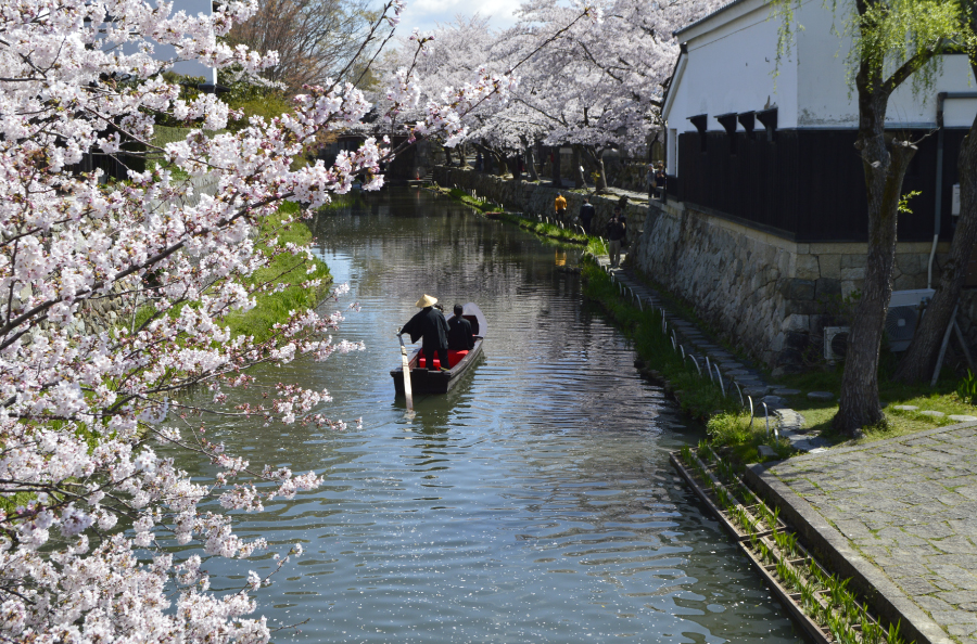 桜の時